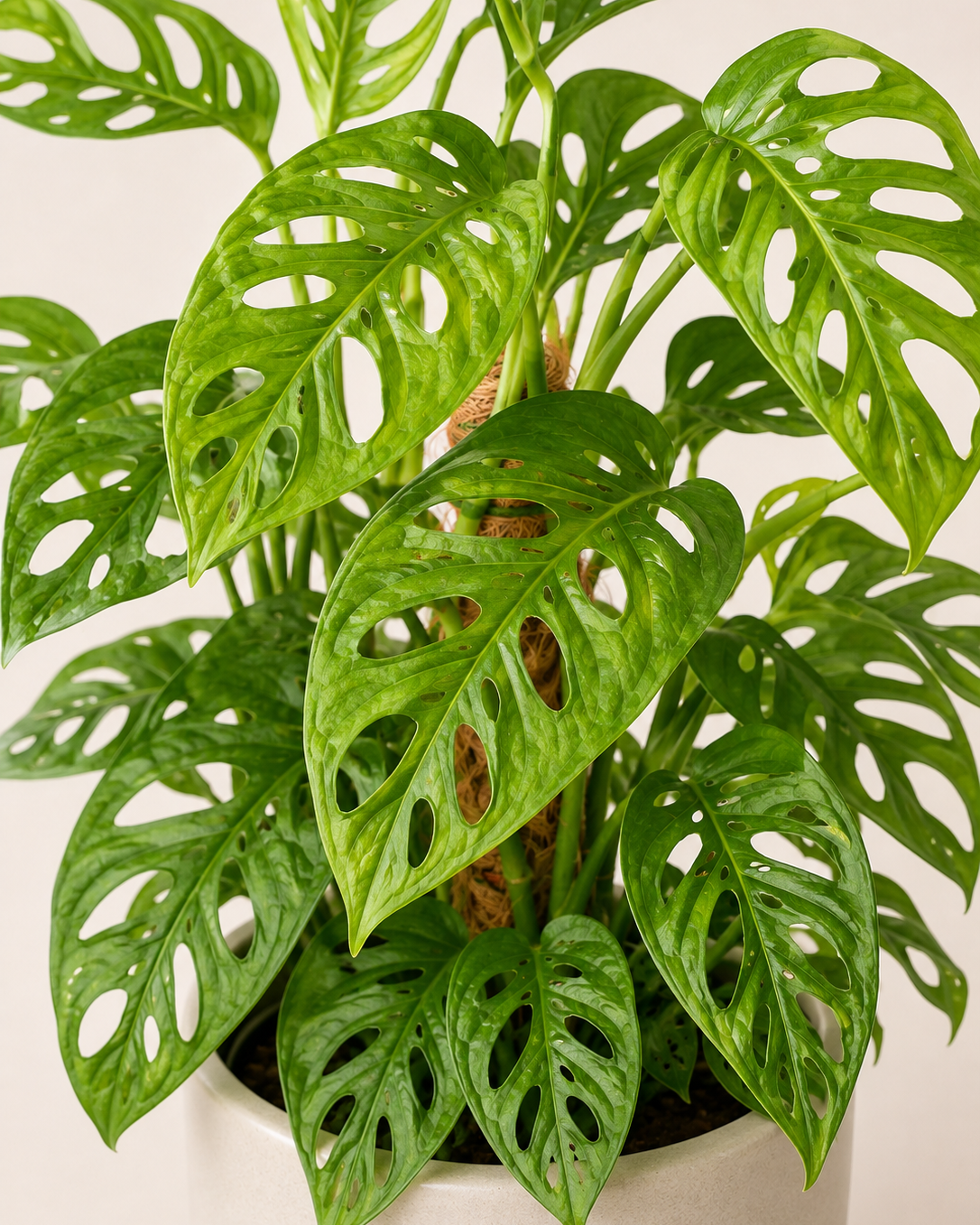 Monstera adansonii