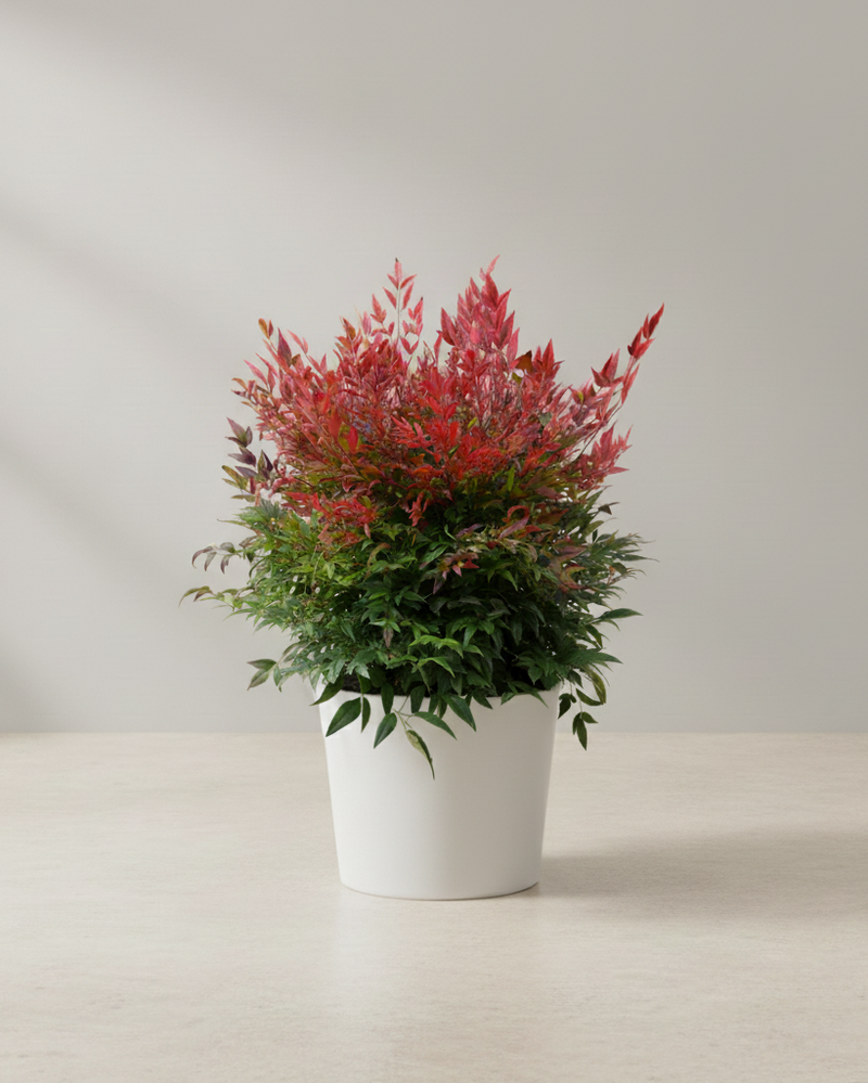 Nandina Domestica