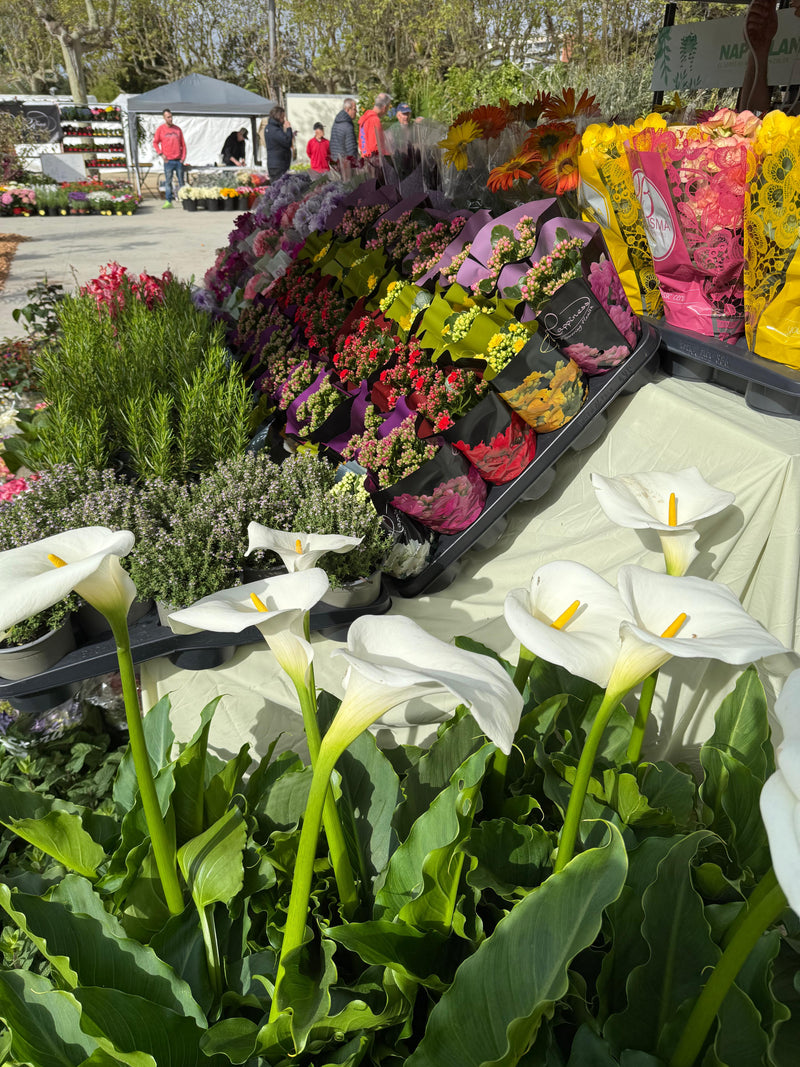 Vivero Napuplant