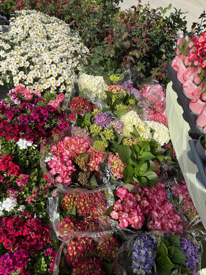 Vivero Napuplant