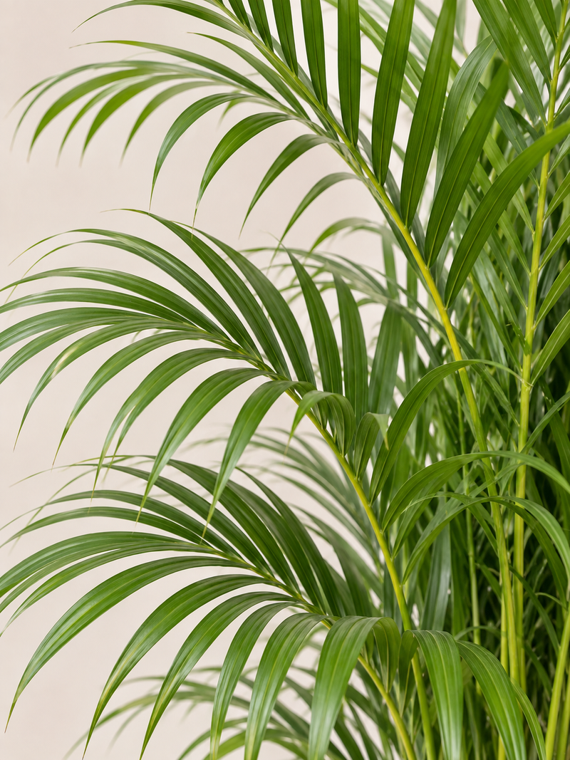 Palma de Areca