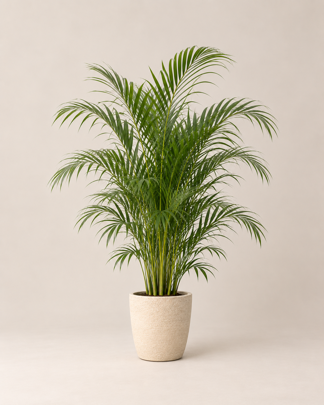 Palma de Areca