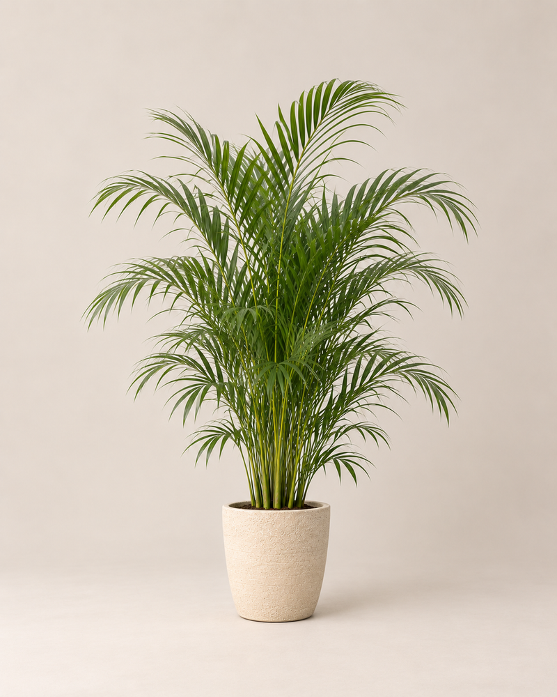 Palma de Areca