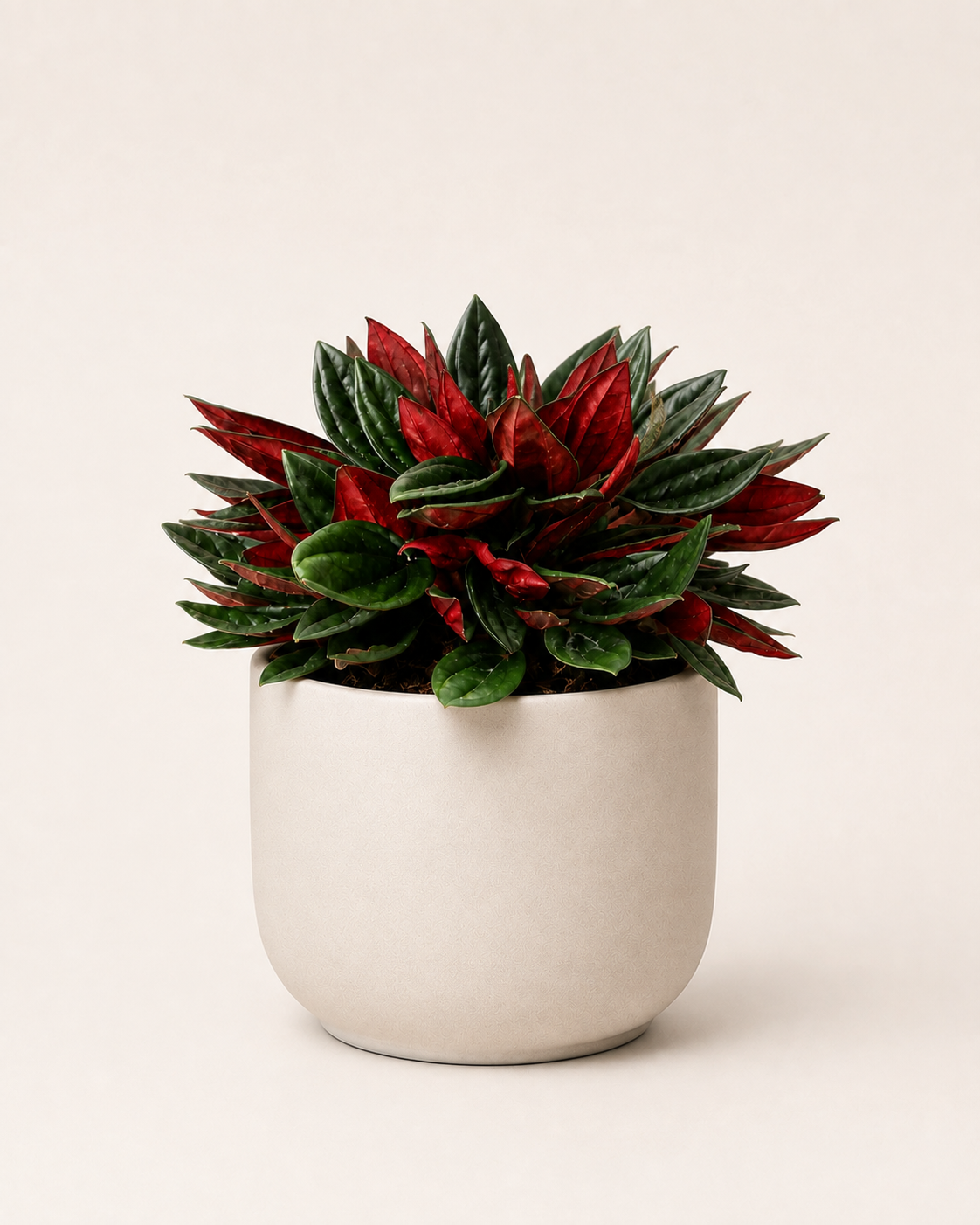 Peperomia caperata