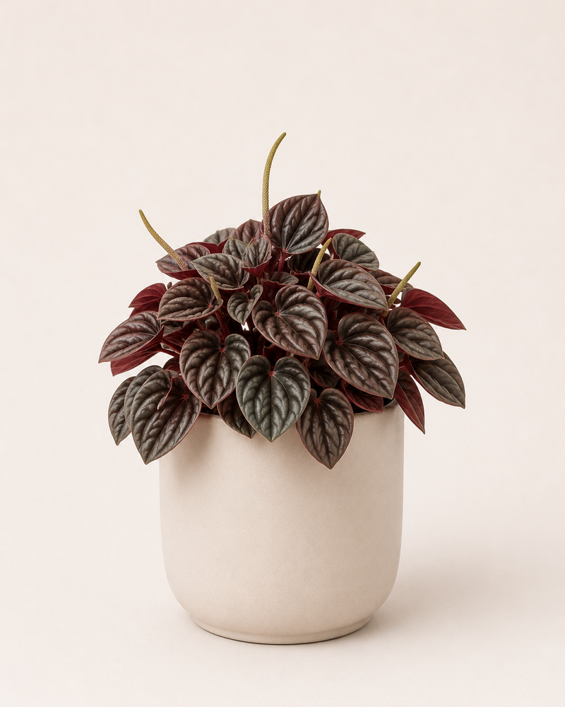 Peperomia caperata