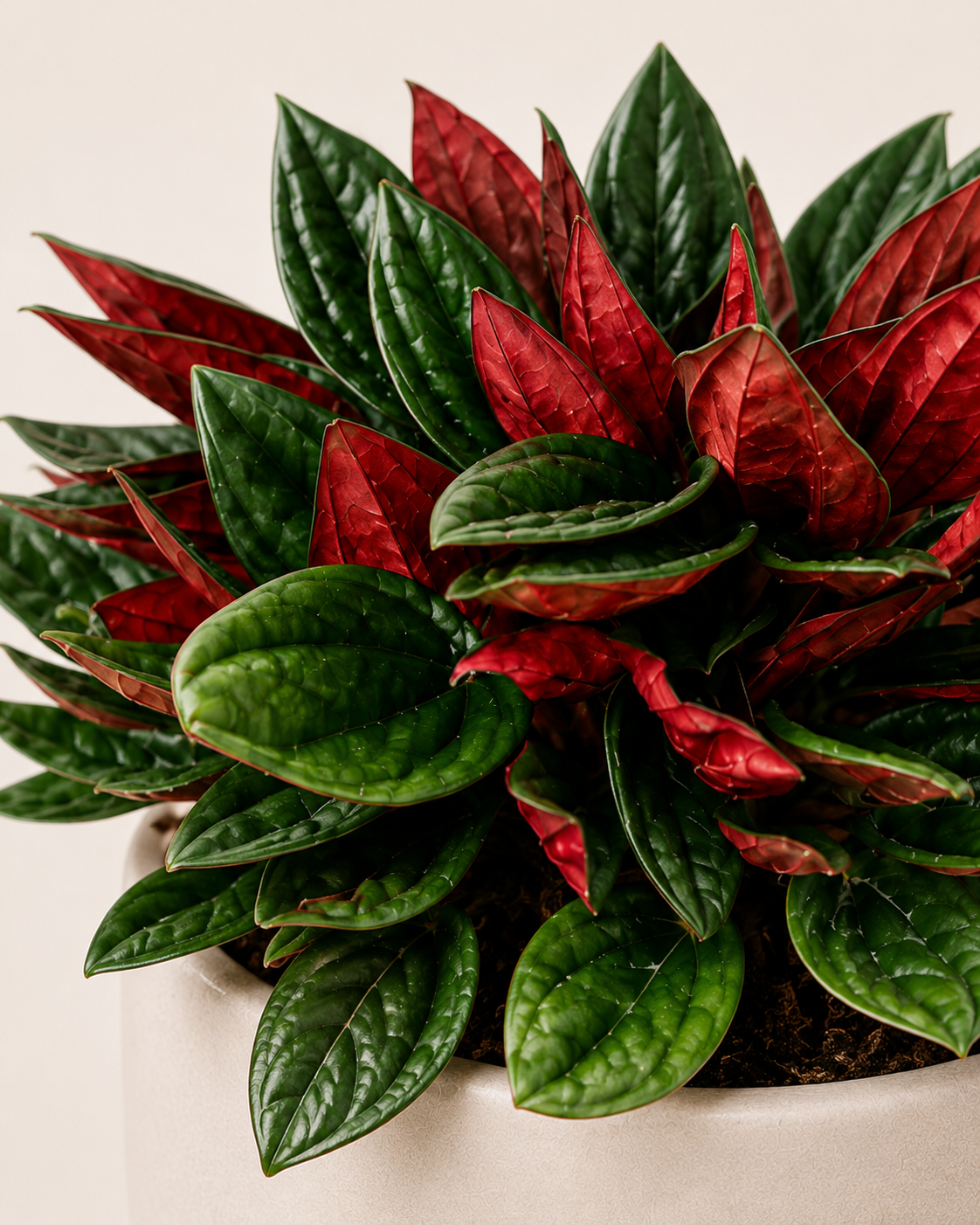 Peperomia caperata
