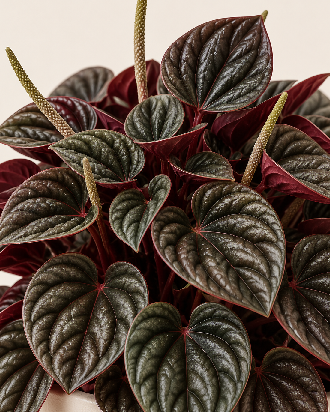 Peperomia caperata