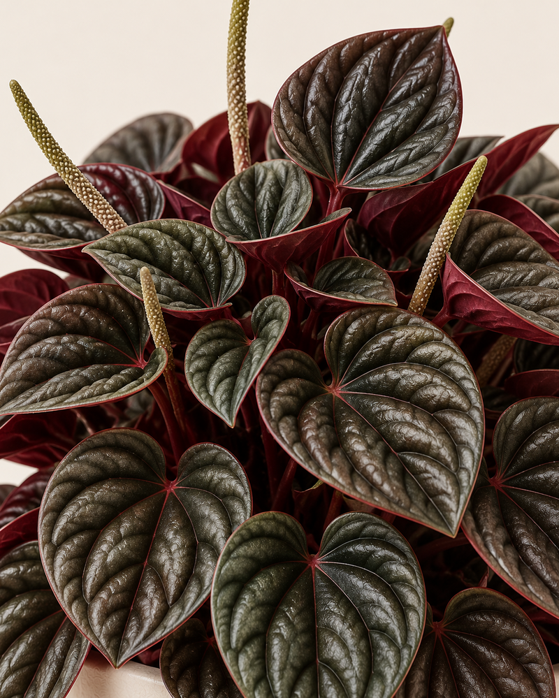 Peperomia caperata