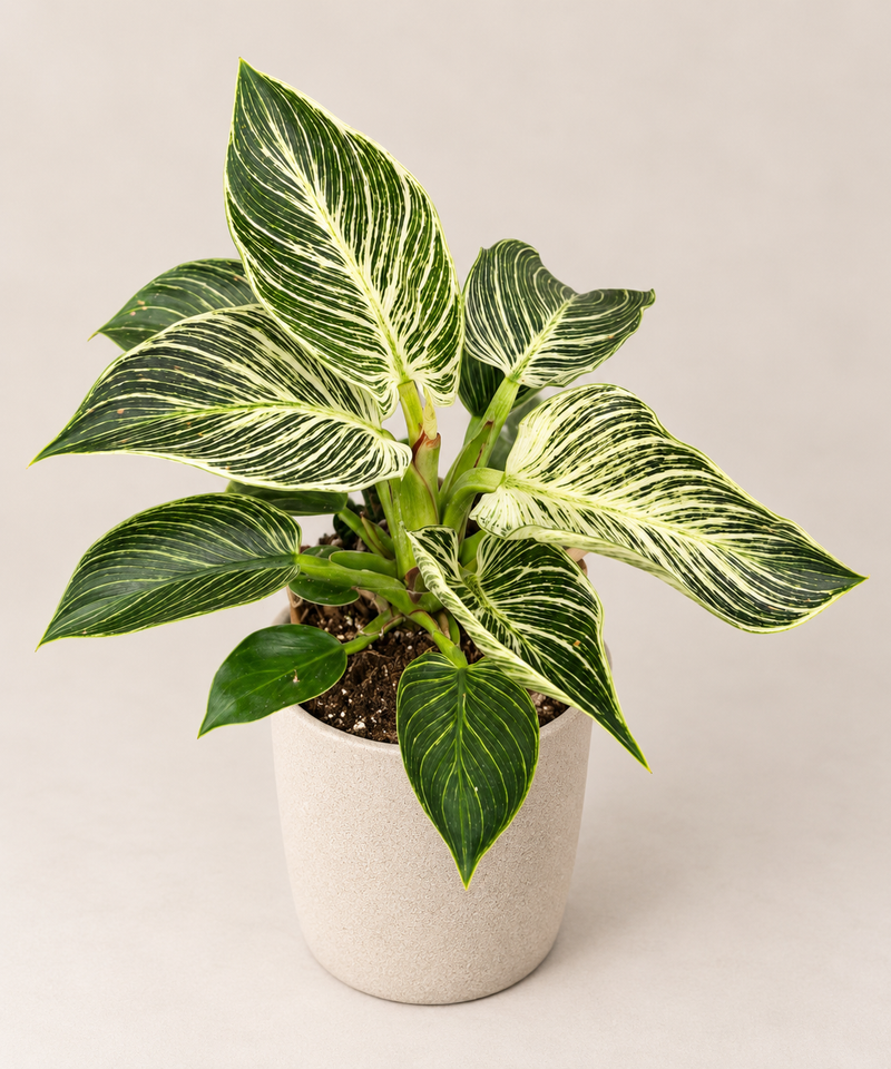 Philodendron Birkin · Filodendro