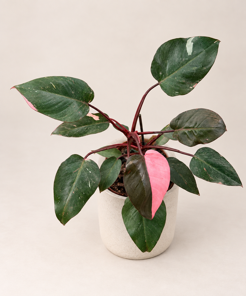 Philodendron ‘Pink Princess’