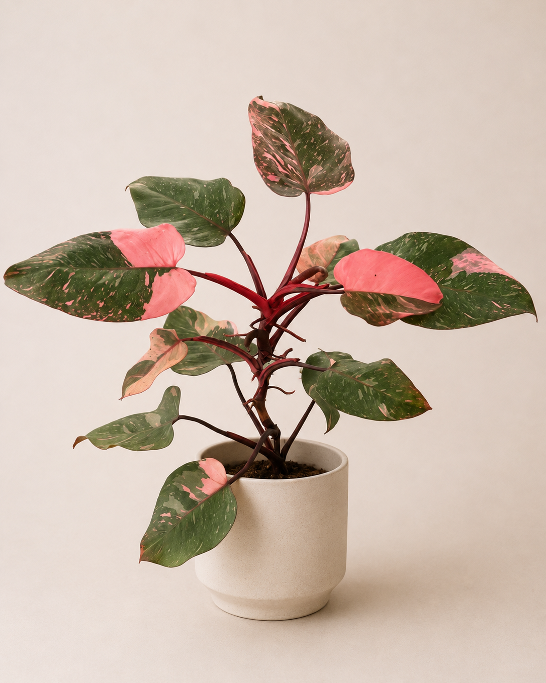 Philodendron ‘Pink Princess’