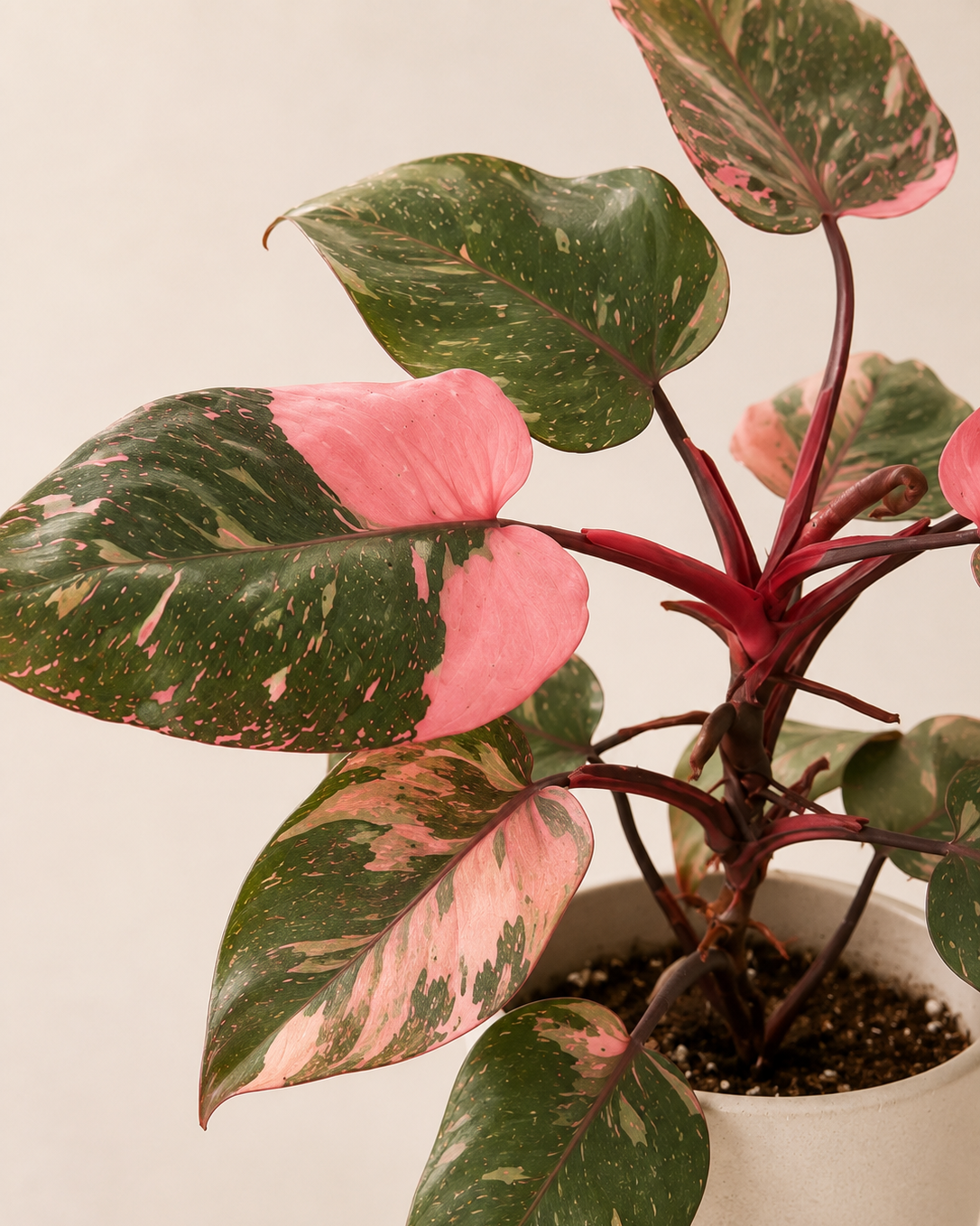 Philodendron ‘Pink Princess’
