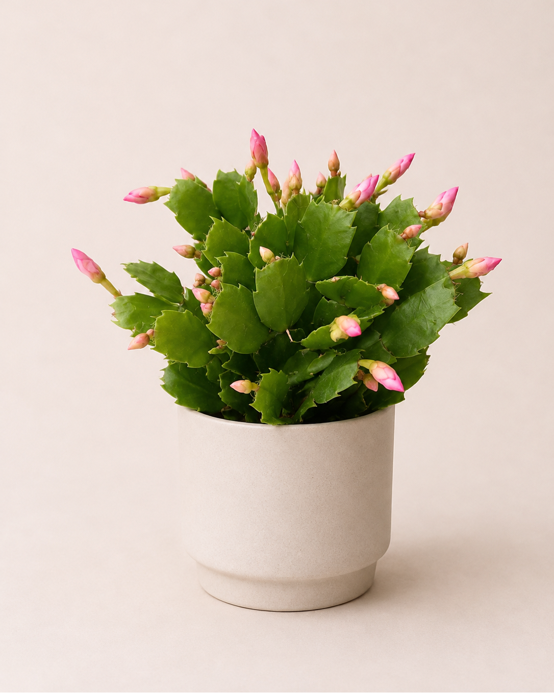 Rhipsalis
