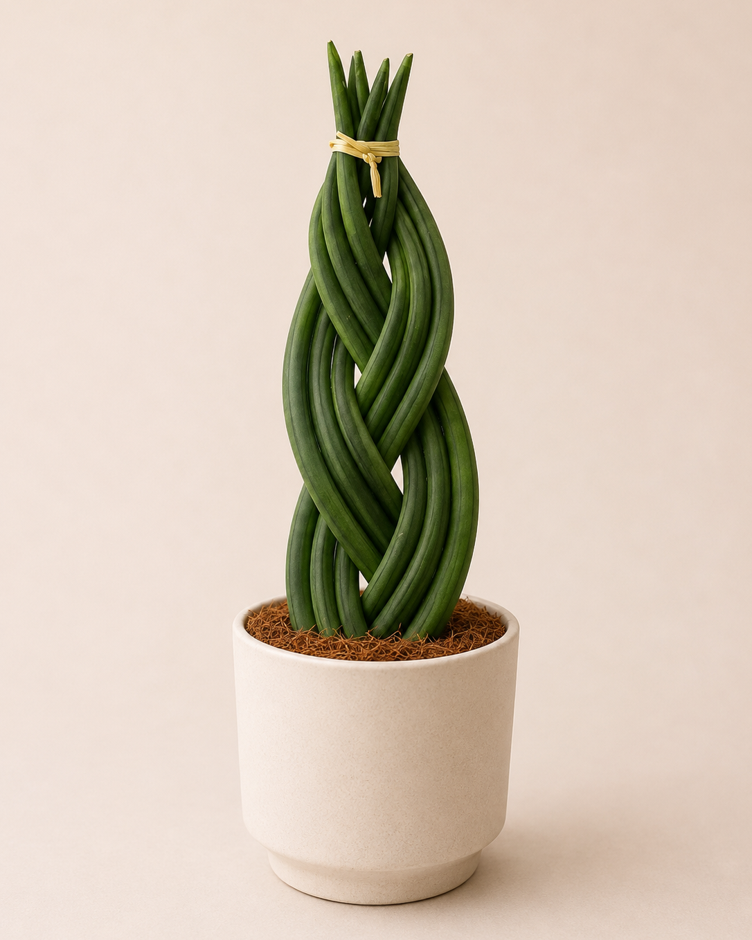 Sansevieria trenzada