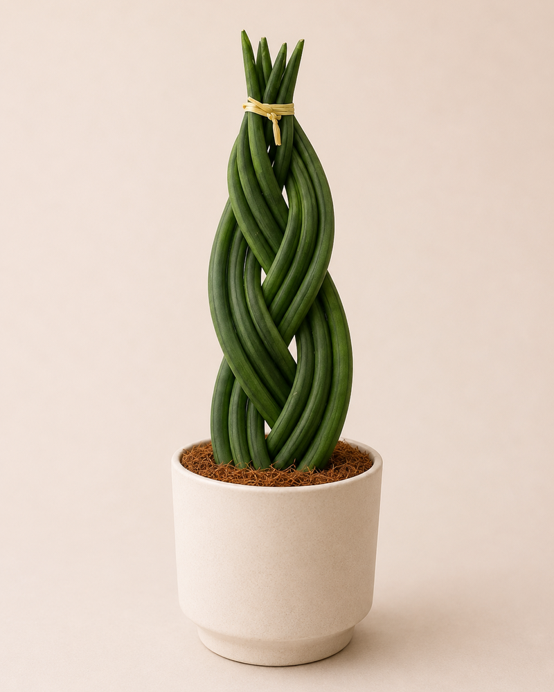 Sansevieria trenzada