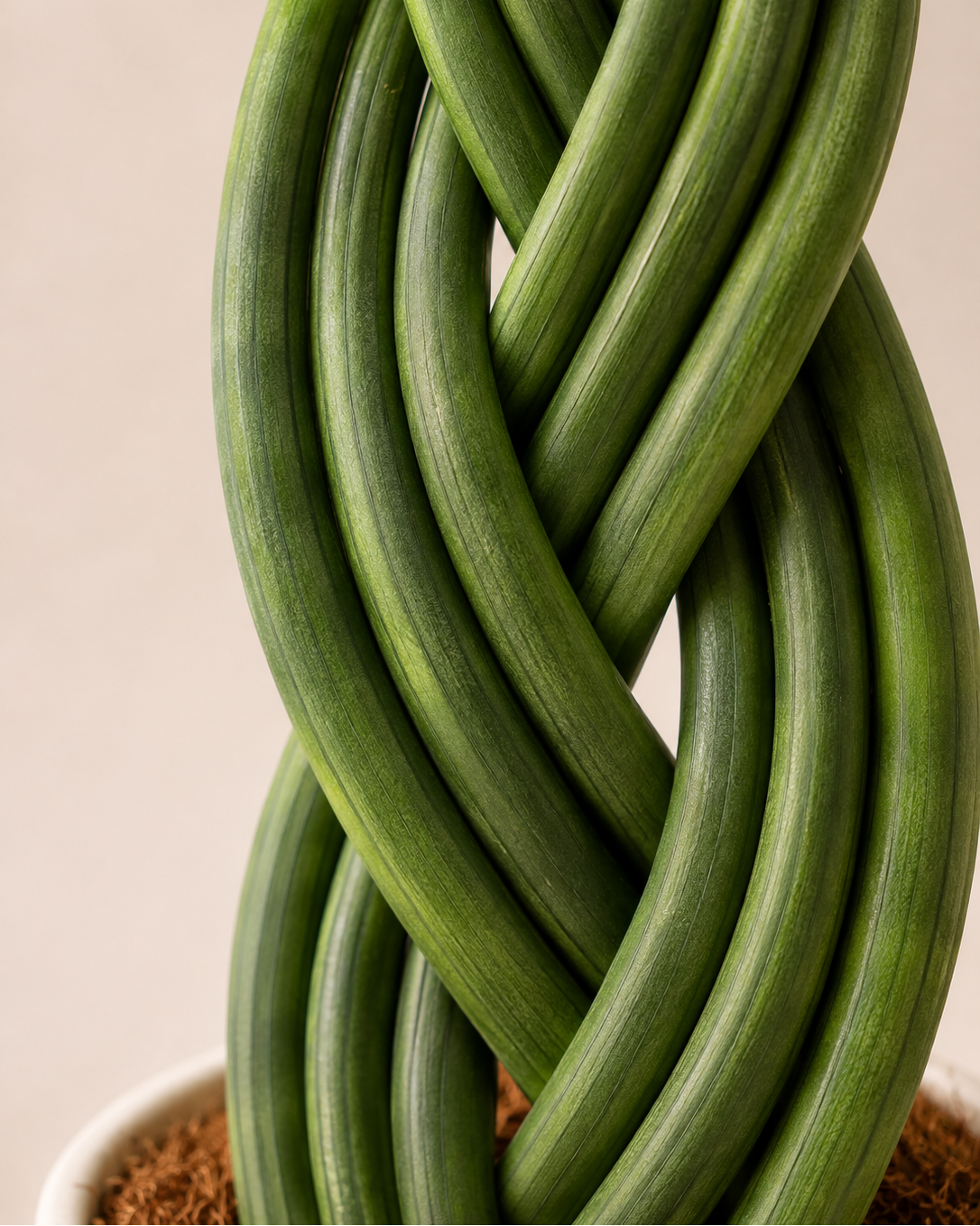 Sansevieria trenzada