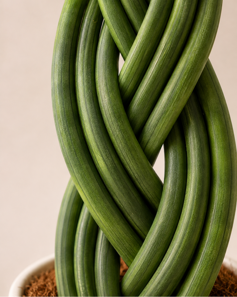 Sansevieria trenzada