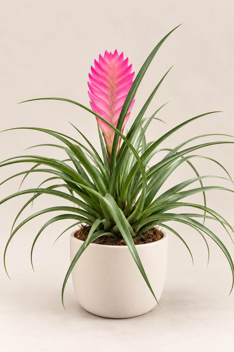 Tillandsia cyanea – Pluma Rosa