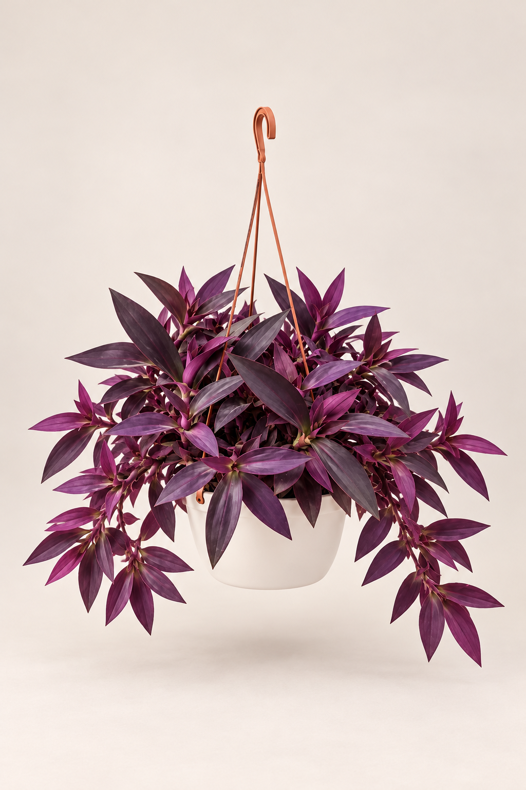 Tradescantia Purple Heart de hojas moradas en maceta colgante crema — Napuplant