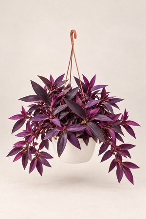 Tradescantia Purple Heart de hojas moradas en maceta colgante crema — Napuplant