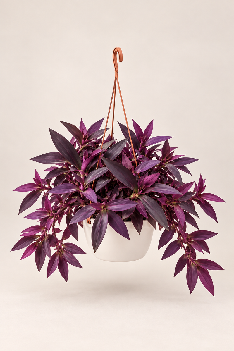 Tradescantia Purple Heart