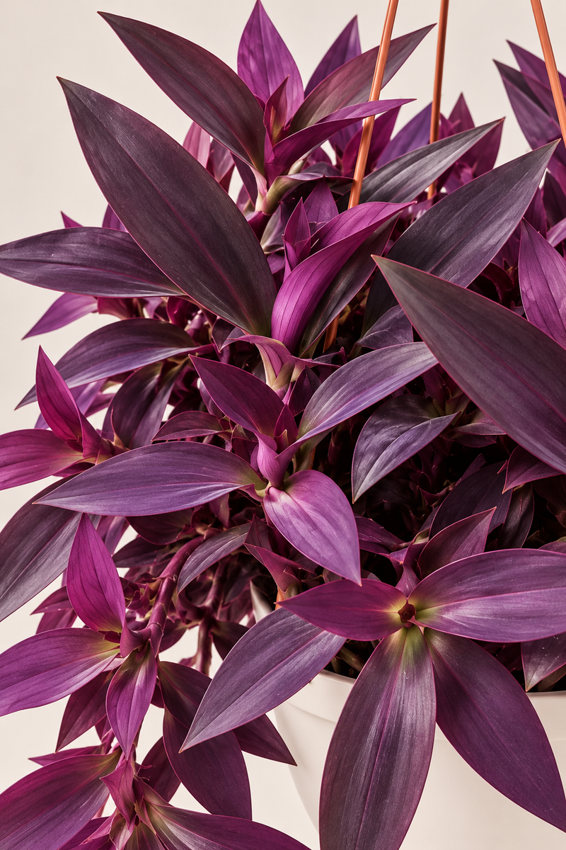 Tradescantia Purple Heart
