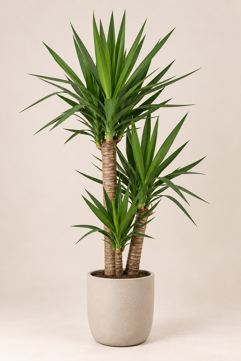 Yucca