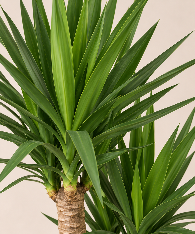 Yucca