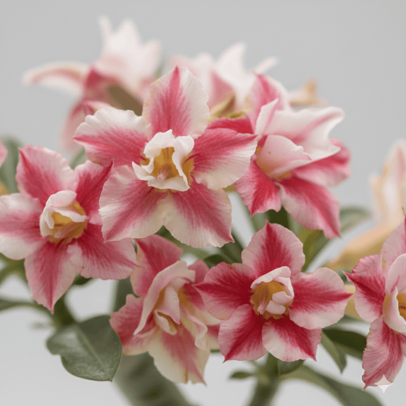 Adenium