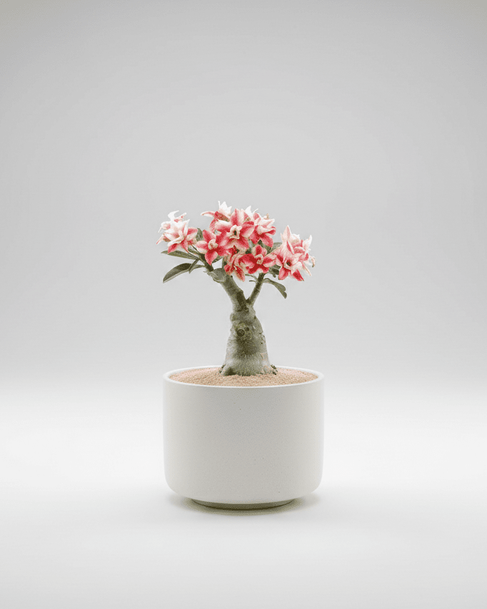Adenium