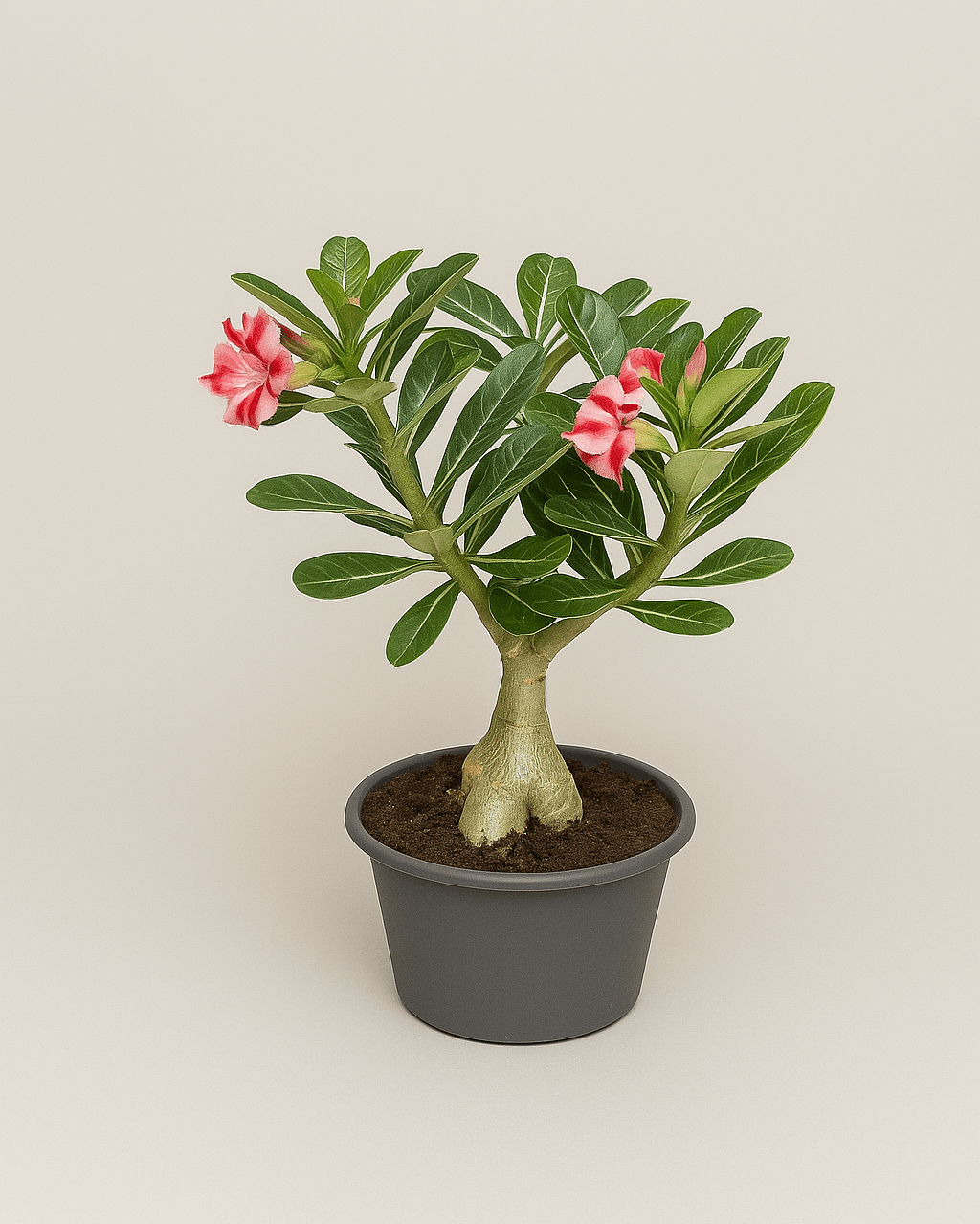 Adenium - Napuplant