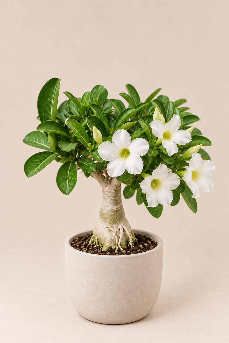 Adenium