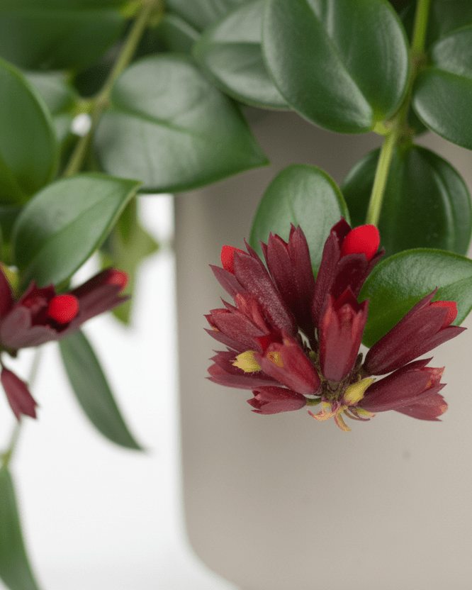 Aeschynanthus - Napuplant