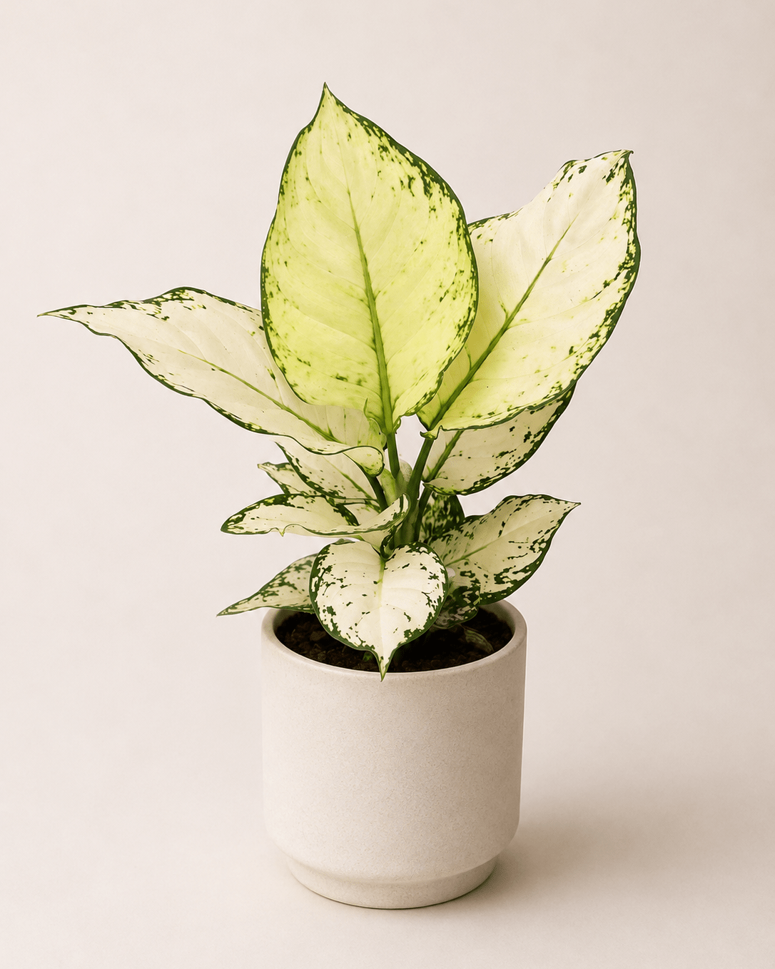 Aglaonema - Napuplant