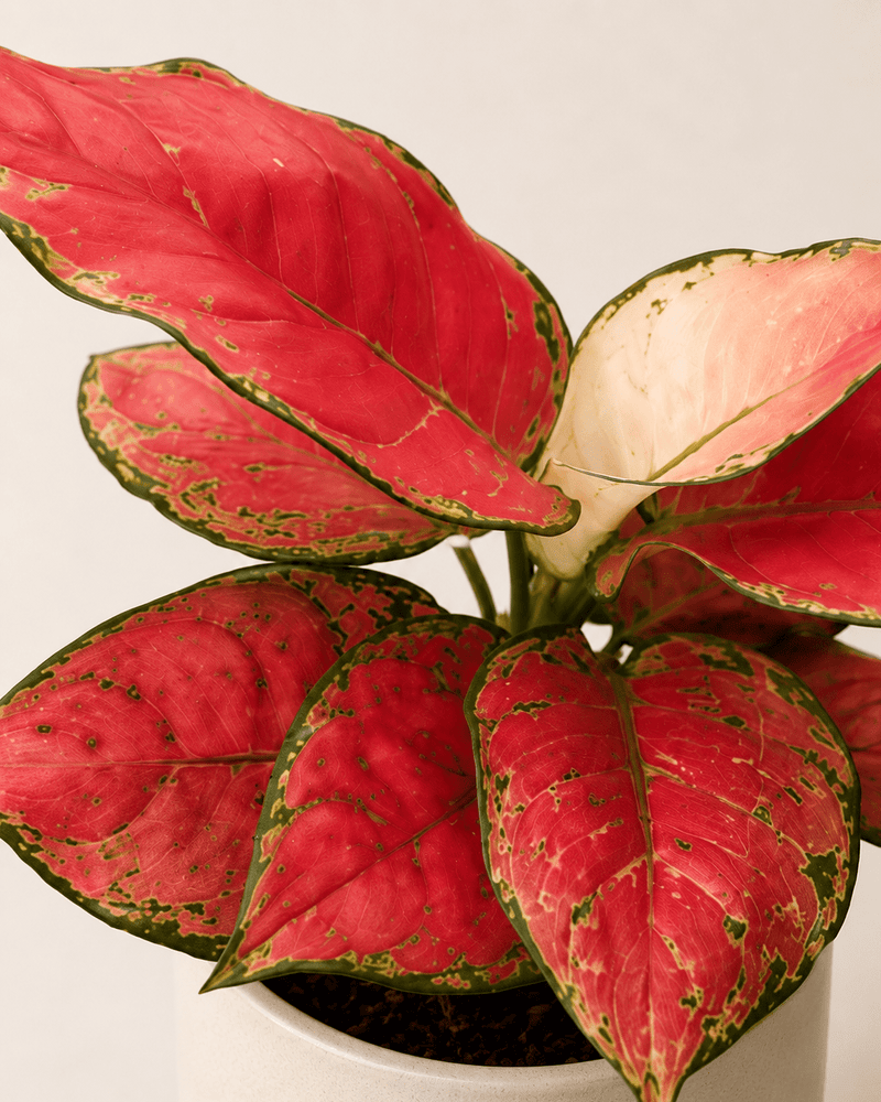 Aglaonema