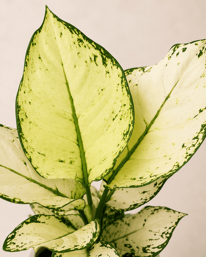 Aglaonema