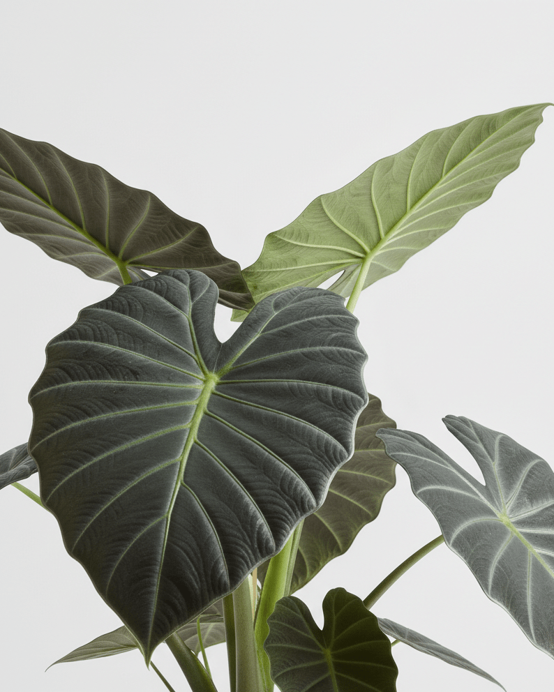 Alocasia ‘Regal Shields’ - Napuplant
