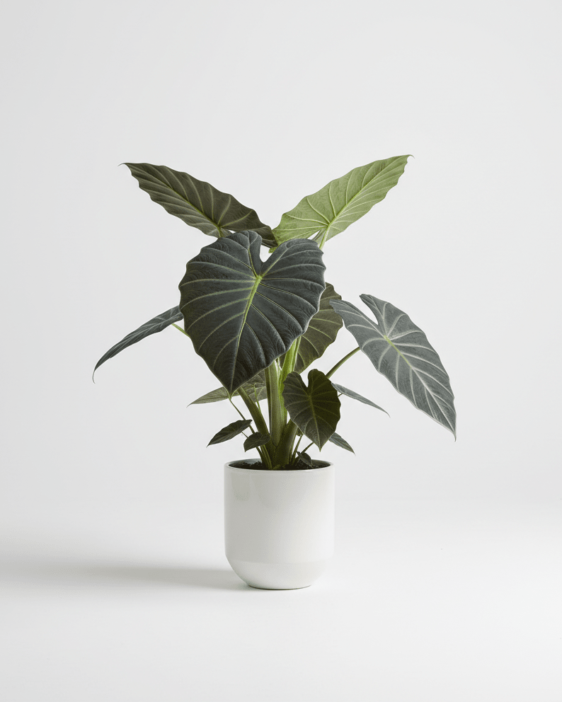 Alocasia ‘Regal Shields’ - Napuplant