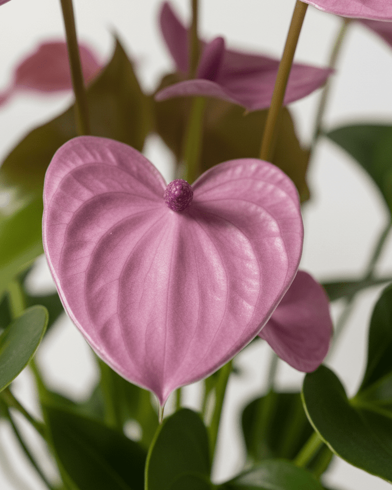 Anthurium · Flor flamenco