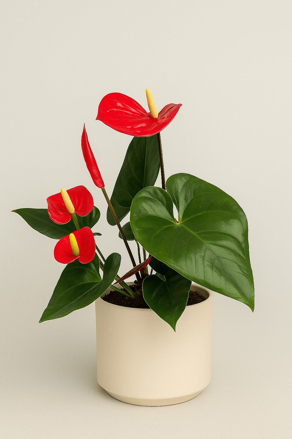 Anthurrium - Napuplant