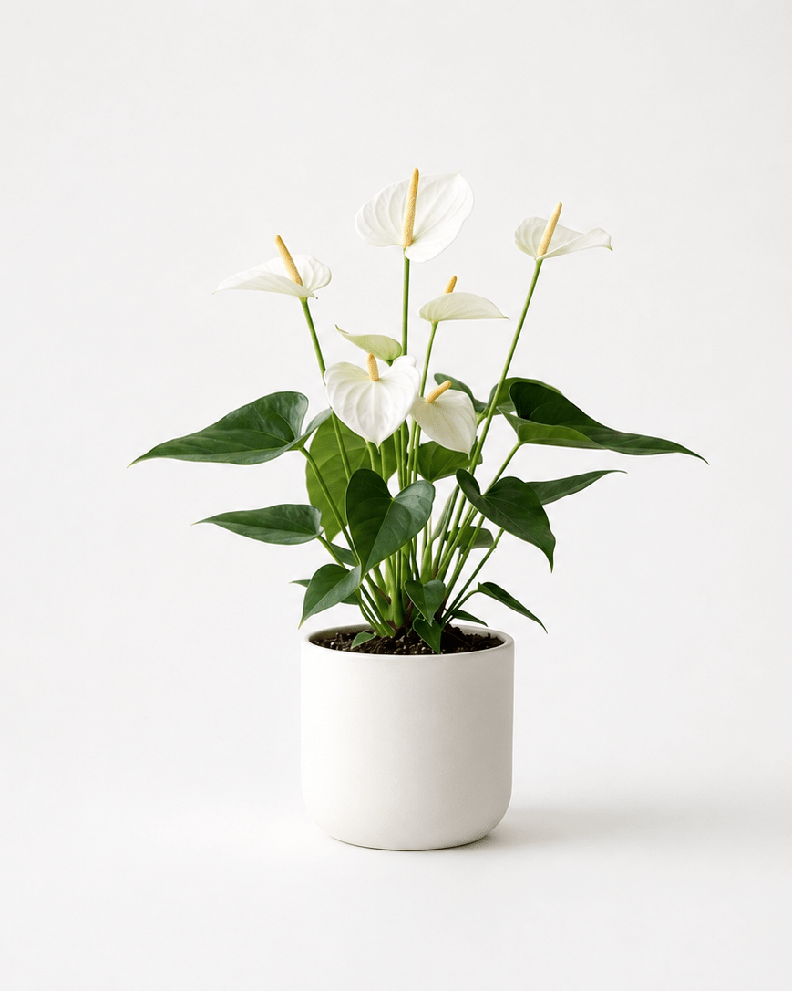 Anthurrium - Napuplant
