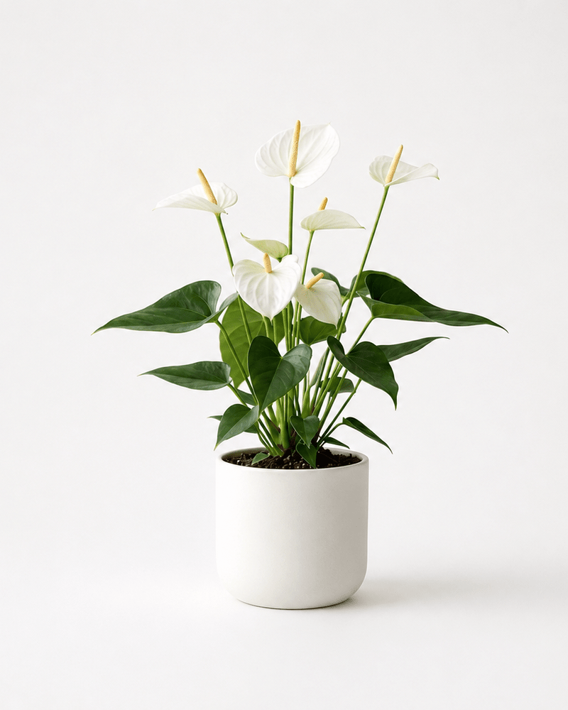 Anthurium · Flor flamenco