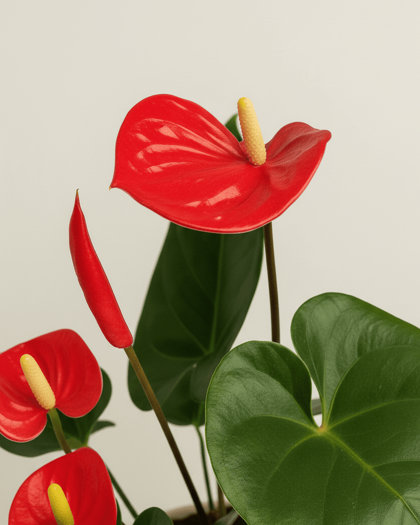 Anthurrium - Napuplant