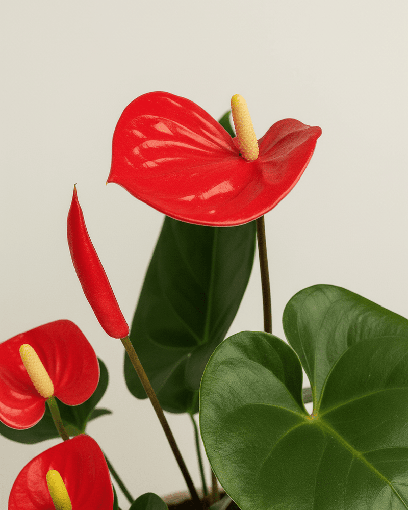 Anthurium · Flor flamenco