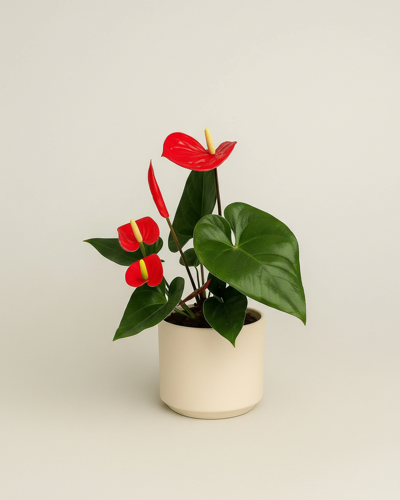 Anthurium · Flor flamenco