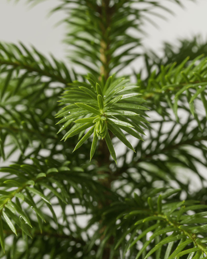 Araucaria heterophylla - Napuplant