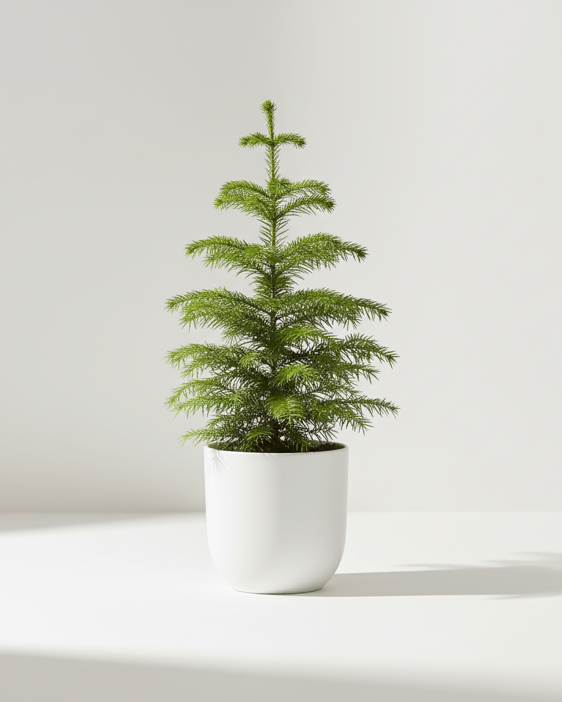 Araucaria heterophylla - Napuplant