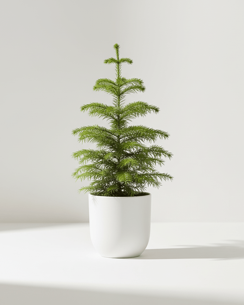 Araucaria heterophylla