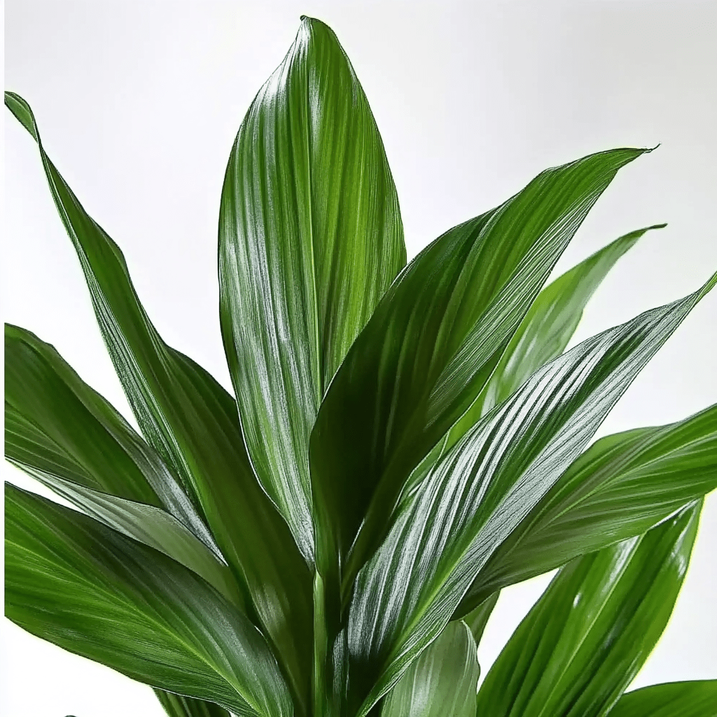 Aspidistra - Napuplant