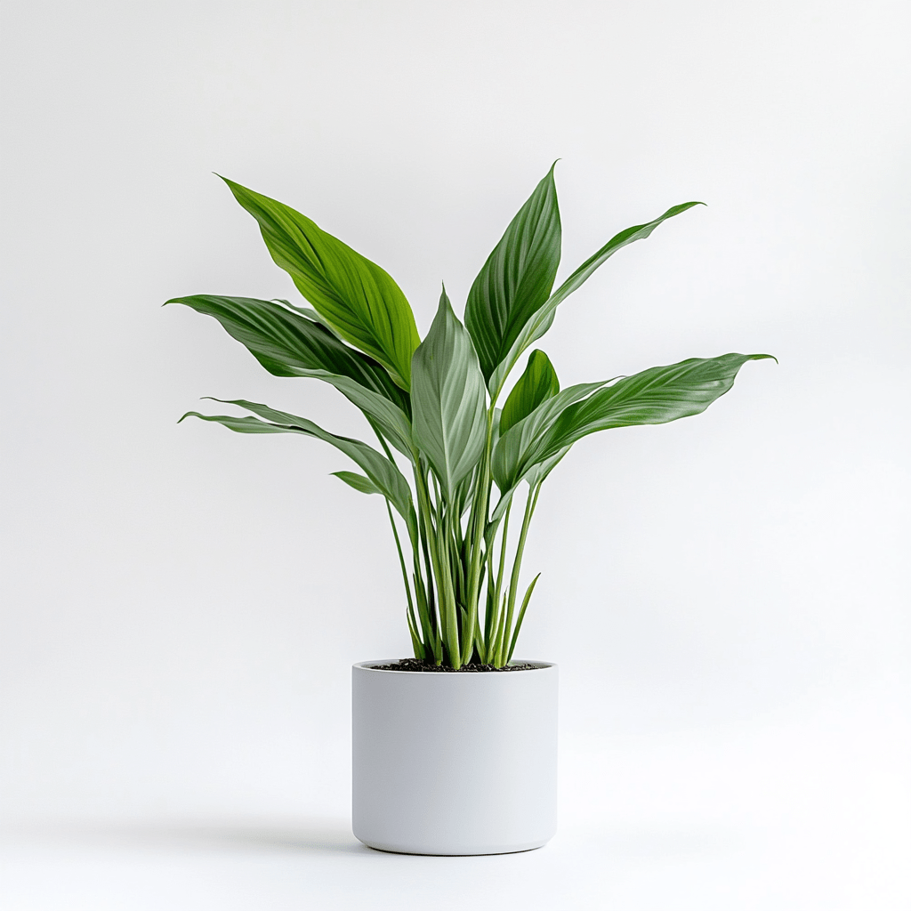 Aspidistra - Napuplant